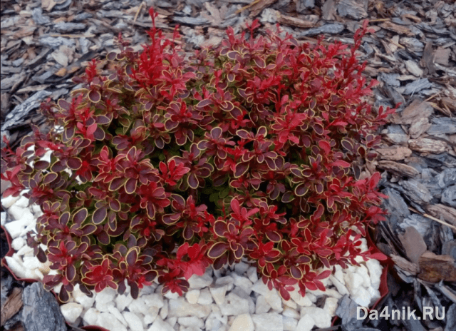 Правила обрезки и формирования кроны барбариса