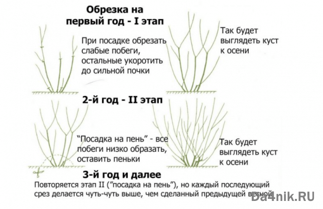 Правила обрезки и формирования кроны барбариса