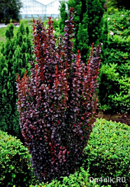 Правила обрезки и формирования кроны барбариса