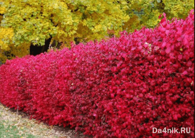 Правила обрезки и формирования кроны барбариса