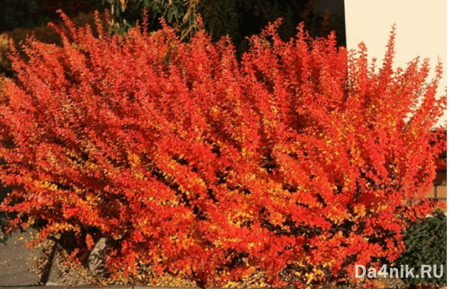 Правила обрезки и формирования кроны барбариса