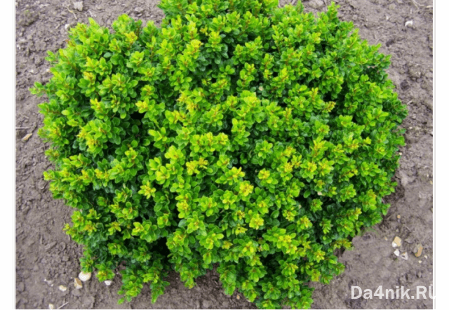 Правила обрезки и формирования кроны барбариса