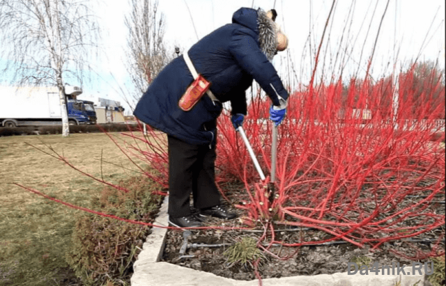 Правила обрезки и формирования кроны барбариса