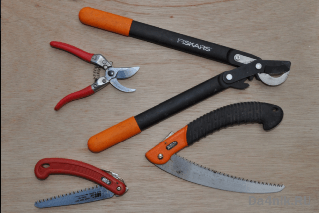 Правила обрезки и формирования кроны барбариса