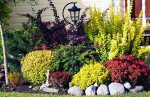 Правила обрезки и формирования кроны барбариса