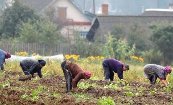 Садоводов хотят обеспечивать водой, светом и газом бесплатно