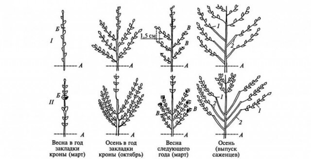 Секреты посадки и ухода за шелковицей