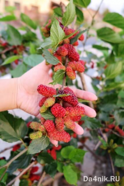 Секреты посадки и ухода за шелковицей