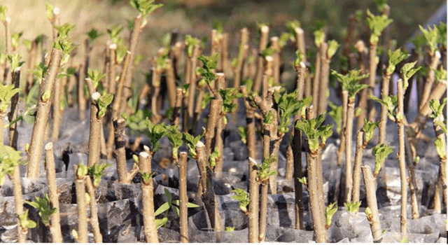 Секреты посадки и ухода за шелковицей