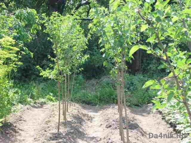 Секреты посадки и ухода за шелковицей