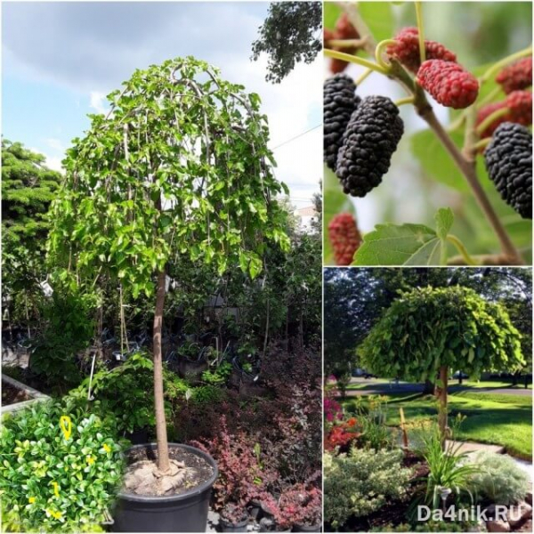 Секреты посадки и ухода за шелковицей