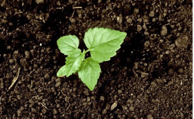 Секреты посадки и ухода за шелковицей