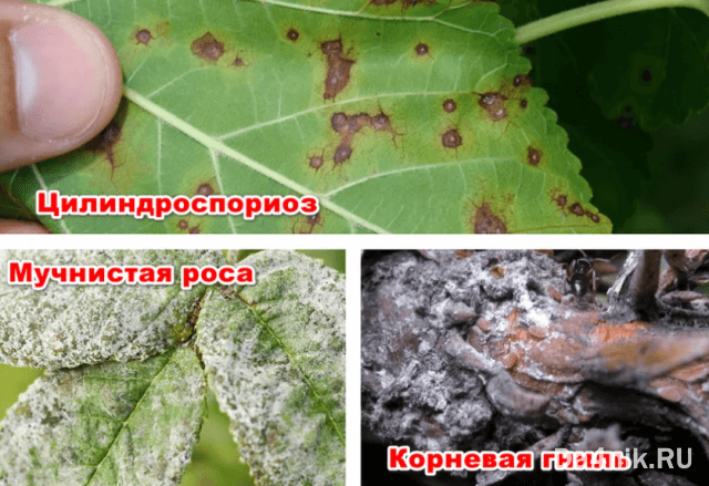 Секреты посадки и ухода за шелковицей