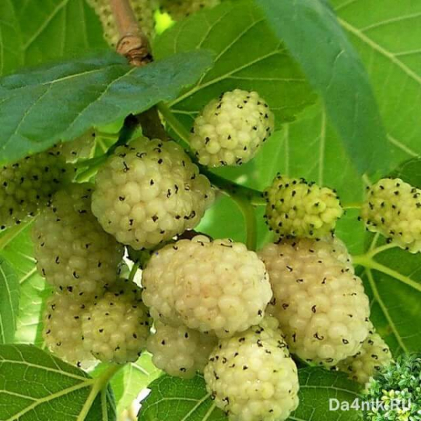 Секреты посадки и ухода за шелковицей