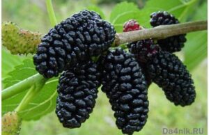 Секреты посадки и ухода за шелковицей