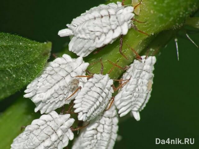 Секреты посадки и ухода за шелковицей