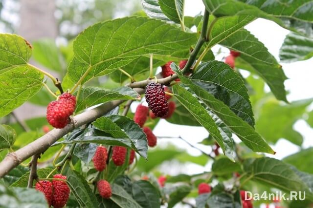 Секреты посадки и ухода за шелковицей