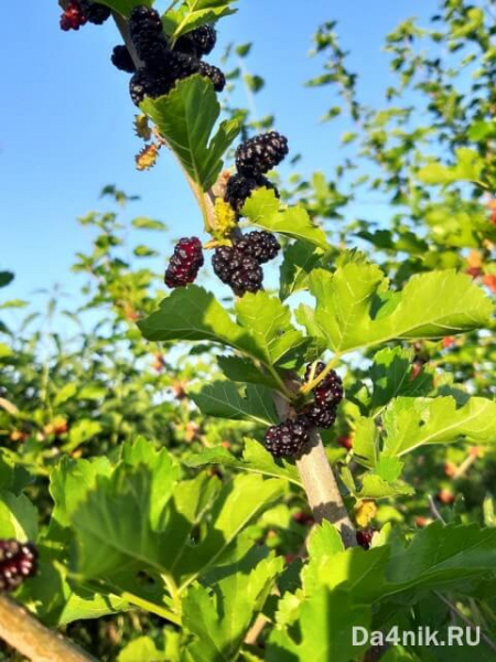 Секреты посадки и ухода за шелковицей