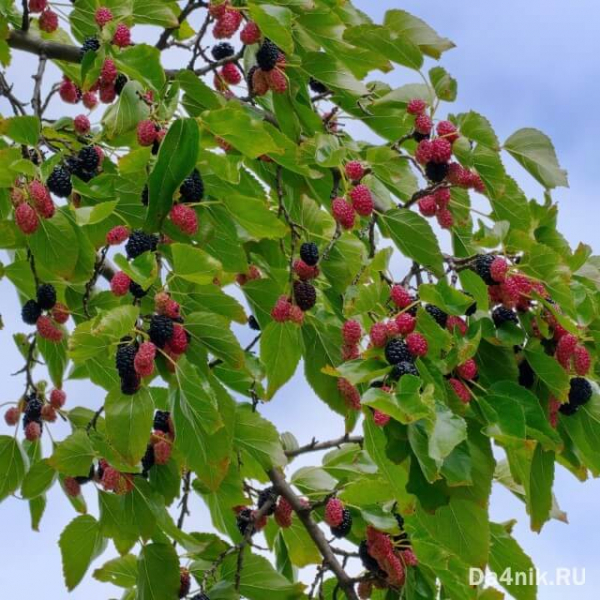 Секреты посадки и ухода за шелковицей