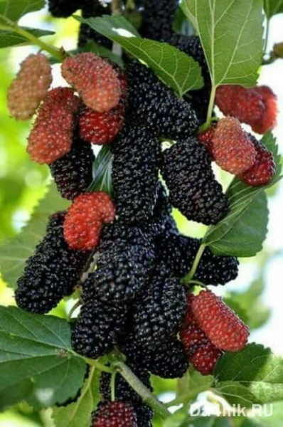 Секреты посадки и ухода за шелковицей