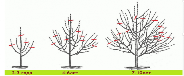 Секреты посадки и ухода за шелковицей