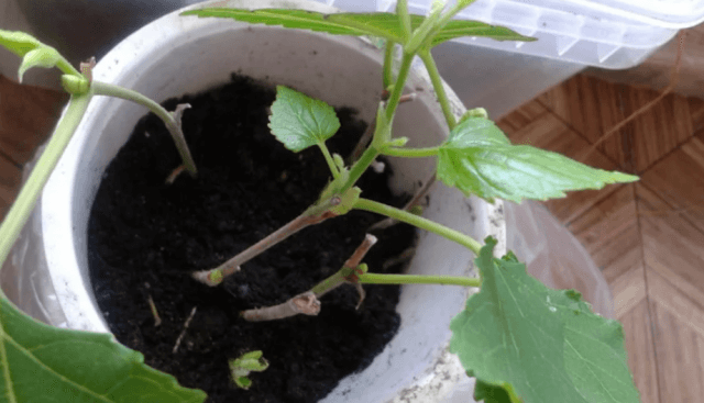 Секреты посадки и ухода за шелковицей