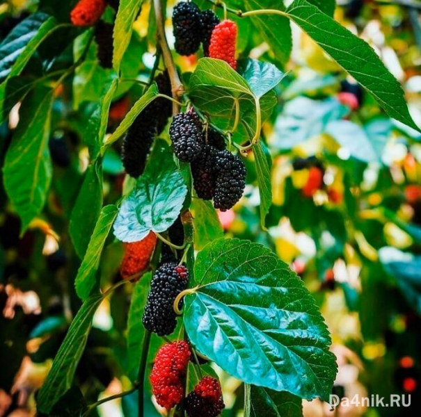 Секреты посадки и ухода за шелковицей