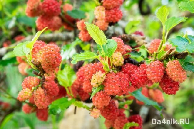 Секреты посадки и ухода за шелковицей