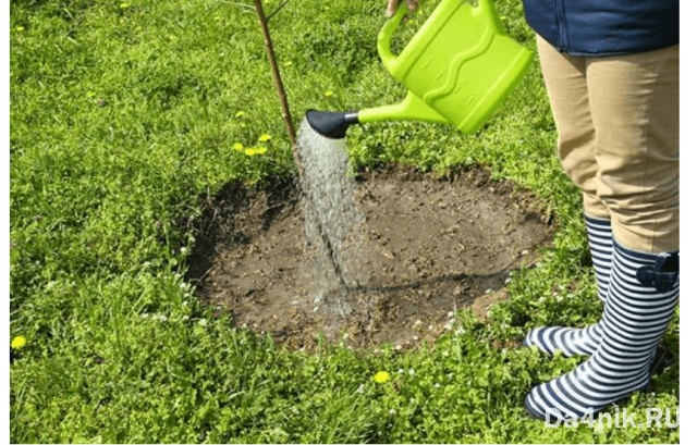 Секреты посадки и ухода за шелковицей