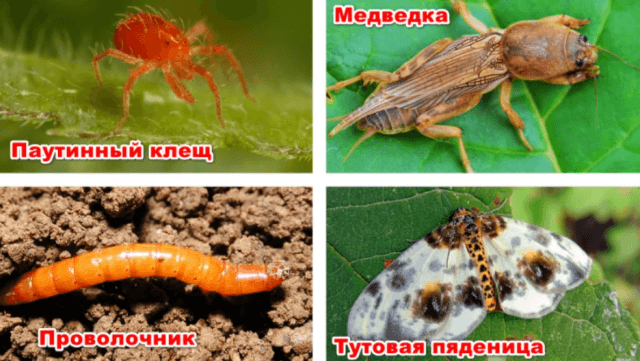 Секреты посадки и ухода за шелковицей