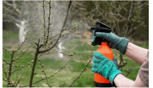 Секреты посадки и ухода за шелковицей