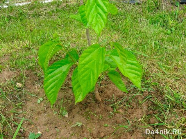 Секреты посадки и ухода за шелковицей
