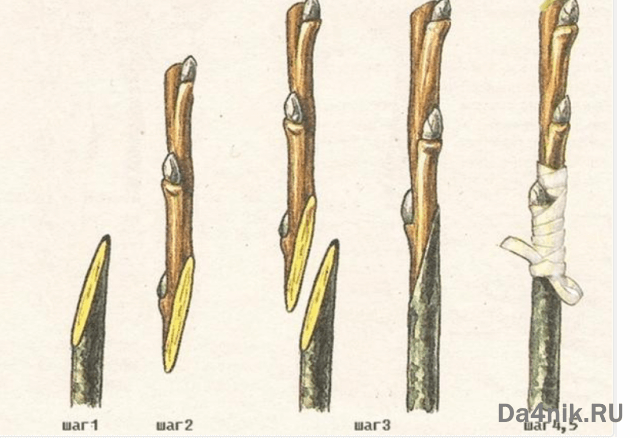 Секреты посадки и ухода за шелковицей