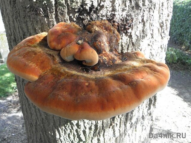 Секреты посадки и ухода за шелковицей