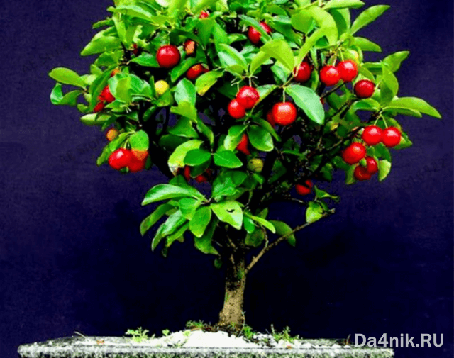 Секреты выращивания домашних фруктовых мини деревьев