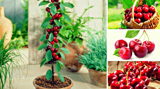 Секреты выращивания домашних фруктовых мини деревьев