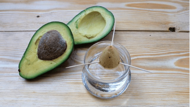 Секреты выращивания домашних фруктовых мини деревьев