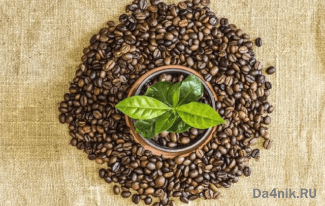 Секреты выращивания домашних фруктовых мини деревьев