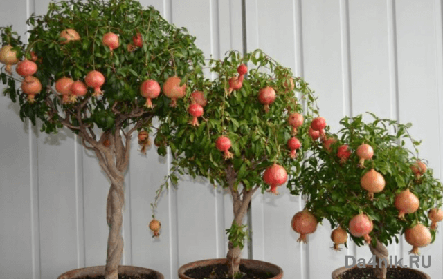 Секреты выращивания домашних фруктовых мини деревьев