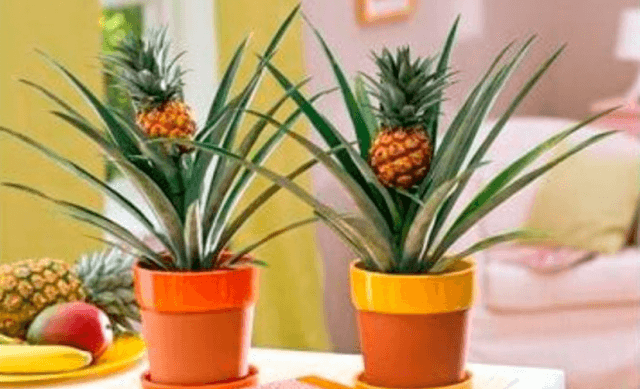 Секреты выращивания домашних фруктовых мини деревьев