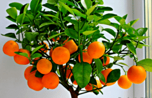 Секреты выращивания домашних фруктовых мини деревьев