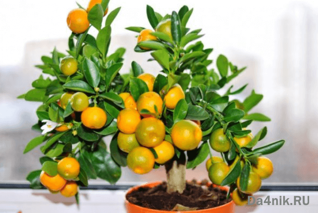 Секреты выращивания домашних фруктовых мини деревьев