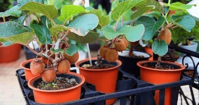 Секреты выращивания домашних фруктовых мини деревьев