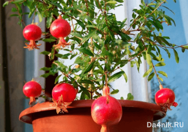 Секреты выращивания домашних фруктовых мини деревьев
