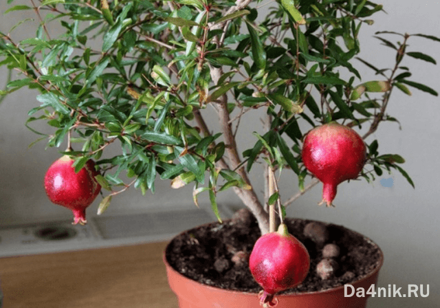 Секреты выращивания домашних фруктовых мини деревьев