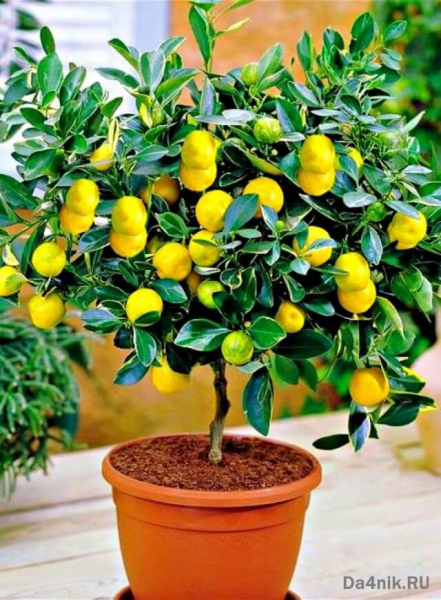 Секреты выращивания домашних фруктовых мини деревьев