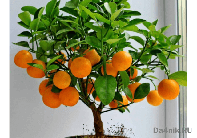Секреты выращивания домашних фруктовых мини деревьев
