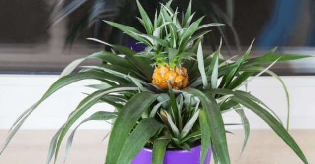 Секреты выращивания домашних фруктовых мини деревьев