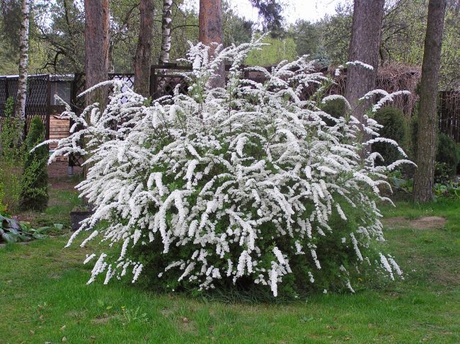 Серая спирея: особенности посадки, ухода и использования в ландшафтном дизайне