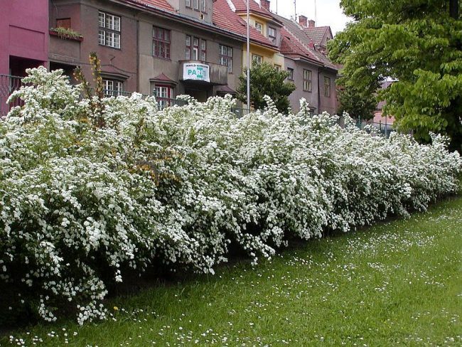 Серая спирея: особенности посадки, ухода и использования в ландшафтном дизайне